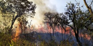 Com maior intensidade nessa época do ano, queimadas destroem propriedades e ameaçam a saúde das pessoas