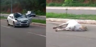 Carro se choca com cavalo solto na Avenida Gabriel da Silva Pereira
