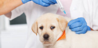 Vacinas antirrábicas chegam a Itaúna