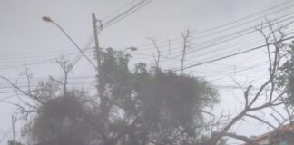 Árvore cai na Avenida Central no Padre Eustáquio e danifica veículo