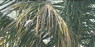 Corpo de Jovem continua desaparecido nas águas do Benfica