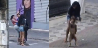 Briga e ataque de Pitbull na Praça da Lagoinha (vídeo)