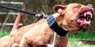 Cão da raça Pitbull é abatido a tiros na zona rural de Peixotas após atacar outros animais