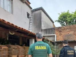 Apreensão de dezesseis pássaros em residência de Itaúna revela operação irregular de criadouro de aves
