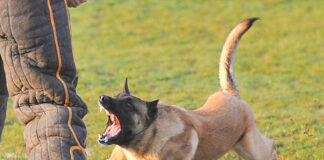 Cão ataca e fere menino de 11 no bairro Cidade Nova II
