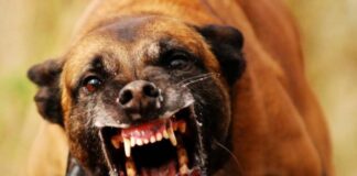 Cão agressivo é capturado no bairro Nova Vila Mozart