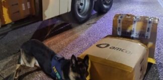 PMRV apreende mercadoria sem nota e maconha em ônibus na Fernão Dias altura de Itatiaiuçu