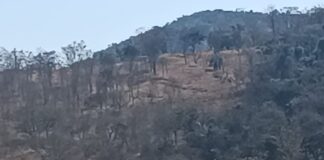 Motorista erra manobra e cai em vala às margens da MG 431