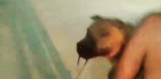 Disparo contra cão gera prisões e apreensão de arma em Itaúna