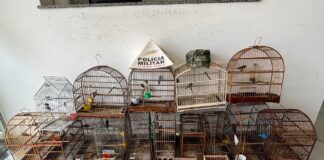 Polícia Ambiental apreende 17 pássaros silvestres mantidos em cativeiro em Itaúna