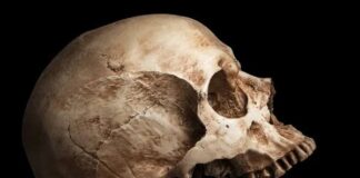 Profanação no Cemitério Central: Crânio de mulher roubado de sepultura violada