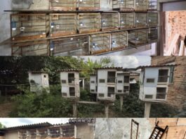 Homem é multado em quase R$ 178 mil por manter 104 pássaros silvestres em cativeiro em Itaúna