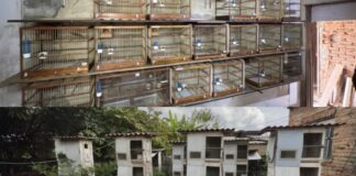 Homem é multado em quase R$ 178 mil por manter 104 pássaros silvestres em cativeiro em Itaúna