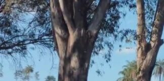 PM prende suspeito e apreende R$ 2 milhões em trilhos furtados da ferrovia