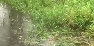 Corpo de mulher é encontrado na zona rural de Itaúna