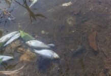 Mau cheiro volta a incomodar e mortandade de peixes no Rio São João levanta alerta ambiental