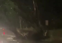 Fortes chuvas derrubam árvores e causam alagamento no Parque Jardim, em Itaúna