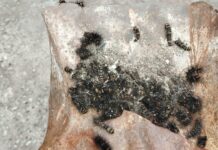 Infestação de taturanas preocupa comunidade do bairro Nogueirinha