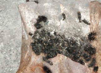 Infestação de taturanas preocupa comunidade do bairro Nogueirinha