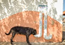 Vereadora propõe colocação de cartazes sobre direito de alimentar de animais de rua