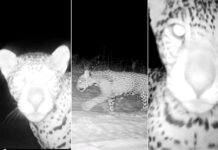 Trigêmeos de onça-pintada terão nomes escolhidos em votação popular em Minas Gerais