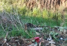 Descarte irregular com animal morto revolta moradores em Itaúna