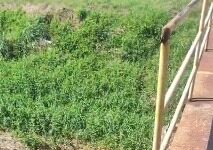 Moradores cobram melhorias da passarela entre os bairros Irmãos Auler e Várzea da Olaria