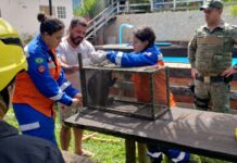 Macaco-prego é apreendido em cativeiro ilegal em Itatiaiuçu