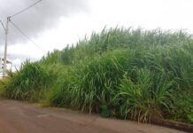 Lotes sem manutenção geram pressão por multas mais rígidas