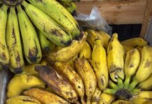 Vereador denuncia que empresa estaria fornecendo frutas e verduras impróprias para merenda escolar