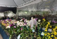 Exposição de Orquídeas no próximo final de semana transforma Itaúna em vitrine nacional das flores