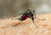 Casos de Dengue caem 42% em Itaúna nos sete meses de 2026