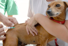 Brasil completa 10 anos sem raiva humana transmitida por cães e reforça vacinação na fronteira