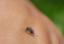 Dengue, zika, chikungunya e Oropouche: saiba diferenças e riscos da automedicação