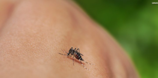 Dengue, zika, chikungunya e Oropouche: saiba diferenças e riscos da automedicação