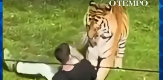 Homem morreu após entrar no recinto de um tigre